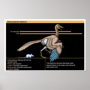 Affiche Archaeopteryx - Biologie des dinosaures jurassique