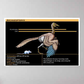 Affiche Archaeopteryx - Biologie des dinosaures jurassique
