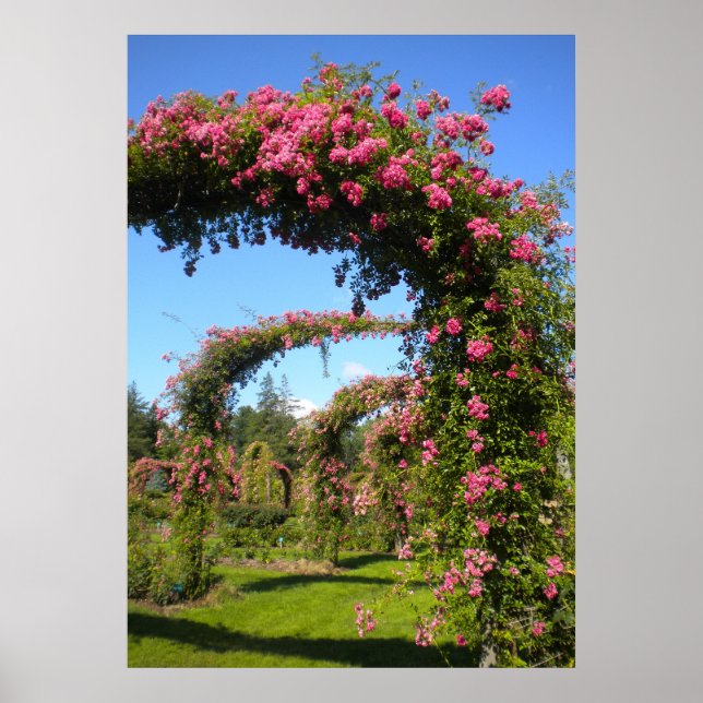 Affiche Arches de Jardin rose du parc Elizabeth (Devant)