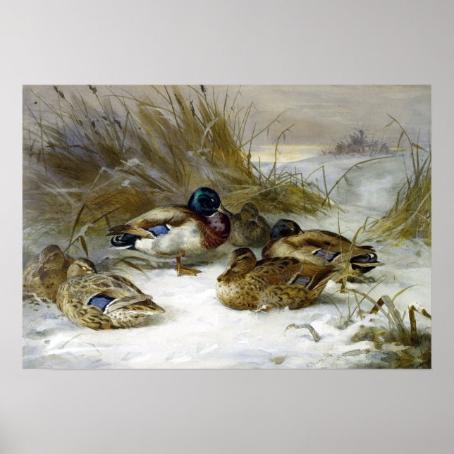 Affiche Archibald Thorburn Winter Landscape with Mallard (Devant)