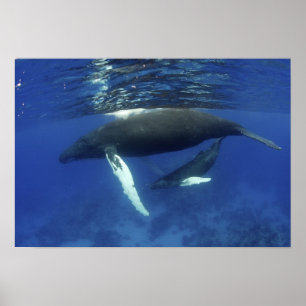 Affiche archipel des Caraïbes, Grande Antilles,