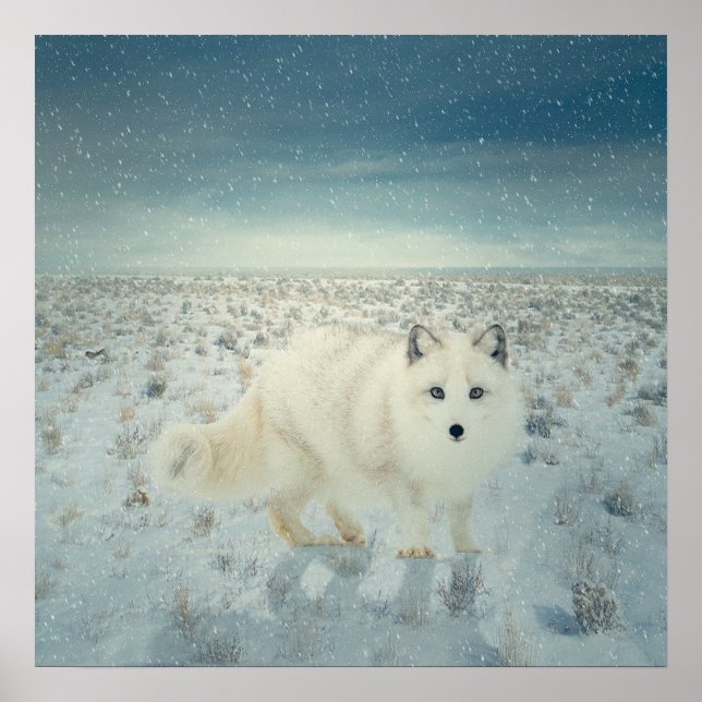 Affiche Arctic Fox (Devant)