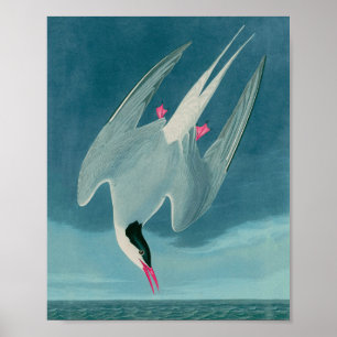 Affiche Arctic Tern Birds of America Audubon Imprimer