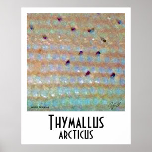 Affiche arctique d'ombre