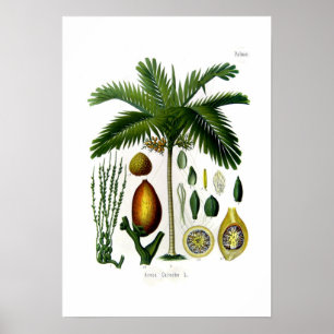 Affiche Areca catechu (palmier à noix de bétel)