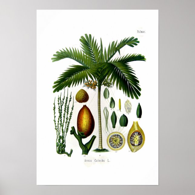 Affiche Areca catechu (palmier à noix de bétel) (Devant)