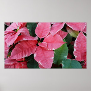 Affiche Argent Star Marbre Poinsettias Pink Holiday Floral
