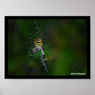 Affiche Argiope bruennichi, Guêpe araignée, Orb-weaver
