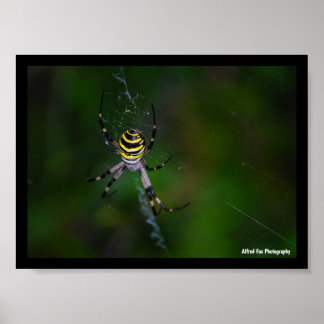 Affiche Argiope bruennichi, Guêpe araignée, Orb-weaver