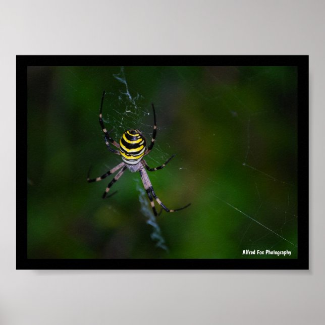 Affiche Argiope bruennichi, Guêpe araignée, Orb-weaver (Devant)