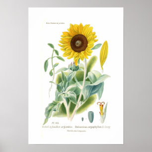 Affiche Argophyllus de Helianthus