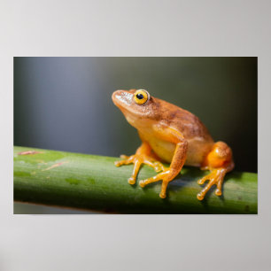 Affiche Argus Reed Frog sur une branche