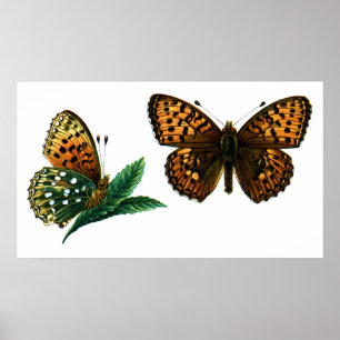 Affiche Argynnis aglaja