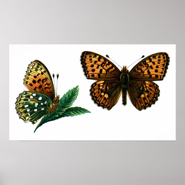 Affiche Argynnis aglaja (Devant)