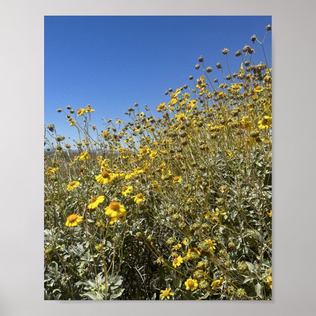 Affiche Arizona Désert Fleurs Jaunes Paysage (Devant)