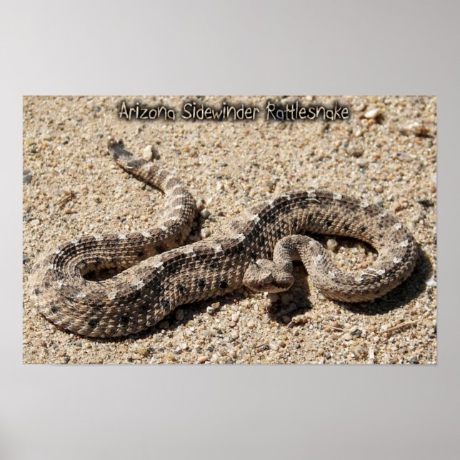 Affiche Arizona Sidewinder Rattlesnake (Devant)