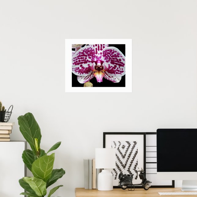 Affiche Arlequin Phalaenopsis Orchidée Fleuron (Bureau à domicile)