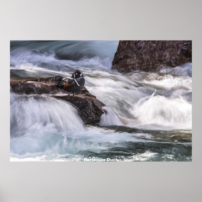 Affiche Arlequin plongeur (Devant)