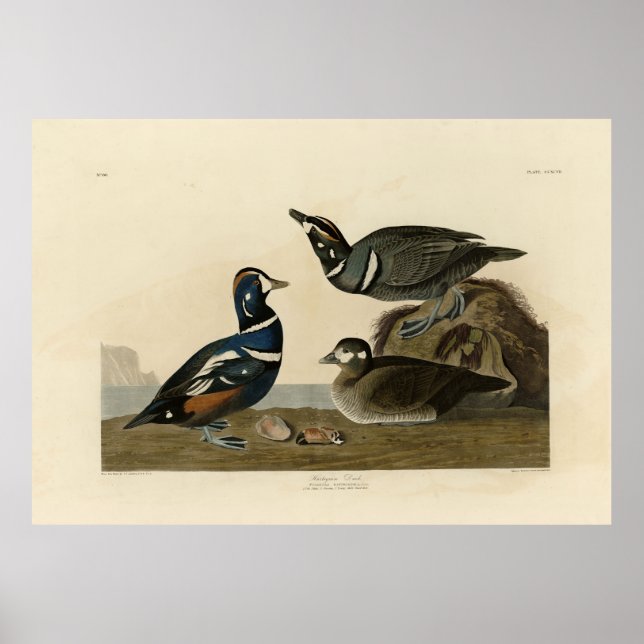 Affiche Arlequin plongeur - de Audubon's Birds of America (Devant)
