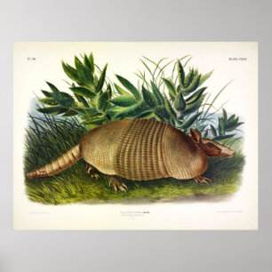 Affiche Armadillo à nez long, à neuf bandes, par Audubon