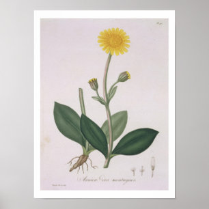 Affiche Arnica Montana de "Phytographie Medicale" de Jos