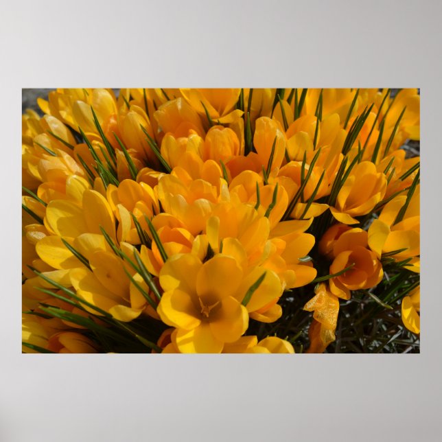 Affiche Arôme de Crocus jaune - Fleurs jaunes dorées (Devant)
