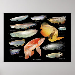 Affiche Arowanaた ち の ポ
