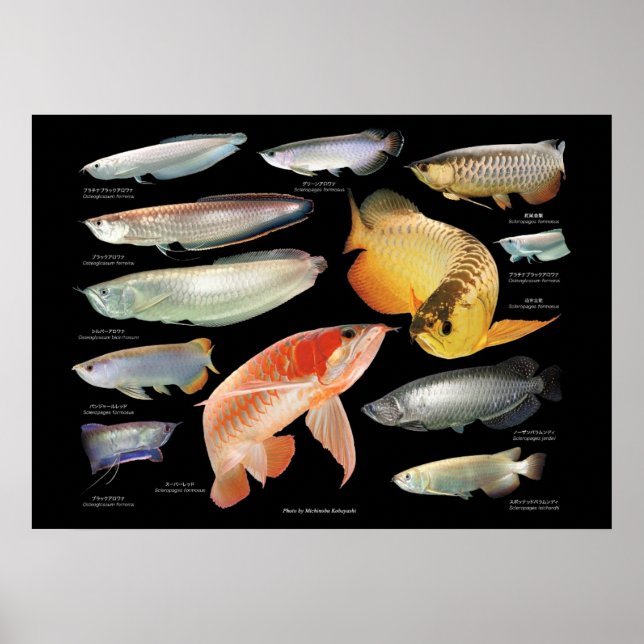 Affiche Arowanaた ち の ポ  (Devant)