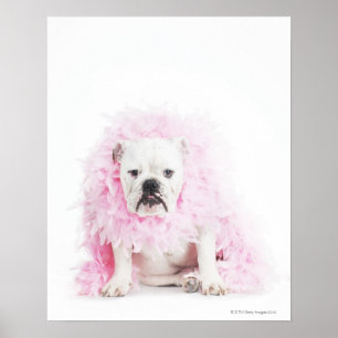 Affiche arrière - plan blanc, bouledogue blanc, plume ros
