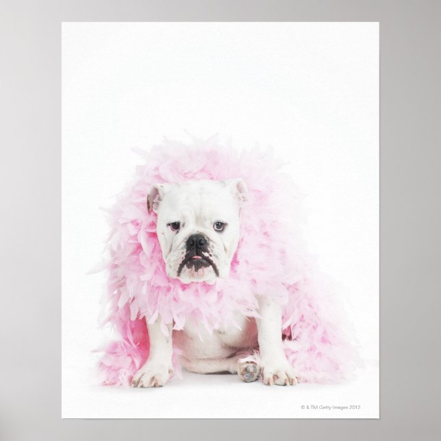Affiche arrière - plan blanc, bulldog blanc, plume rose (Devant)