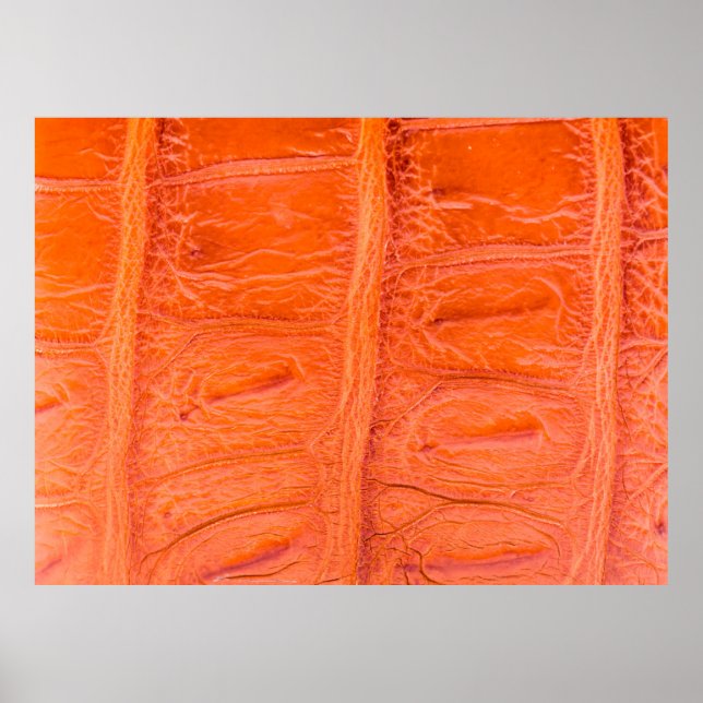 Affiche Arrière - plan de texture de peau du ventre crocod (Devant)