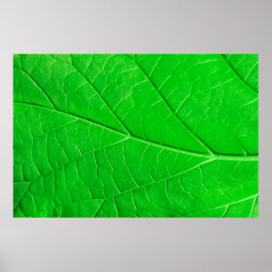 Affiche Arrière - plan plante de l'écologie des feuilles v
