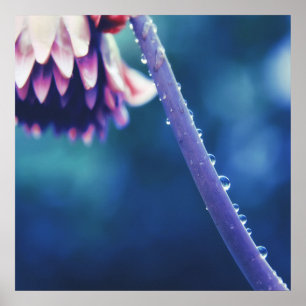 Affiche Arrosage Abstrait sur la macro de tige de fleur