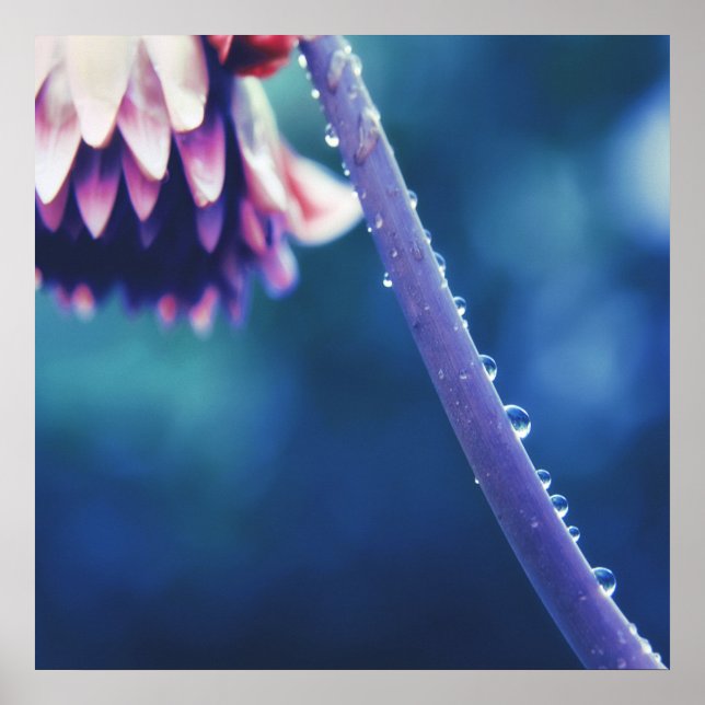 Affiche Arrosage Abstrait sur la macro de tige de fleur (Devant)