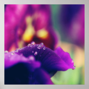 Affiche Arrosage sur la fleur violette Macro pétale Abstra