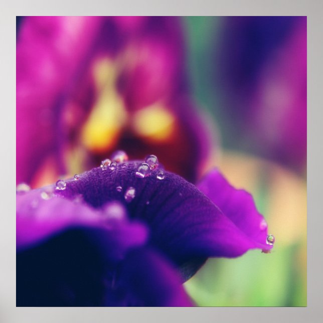Affiche Arrosage sur la fleur violette Macro pétale Abstra (Devant)
