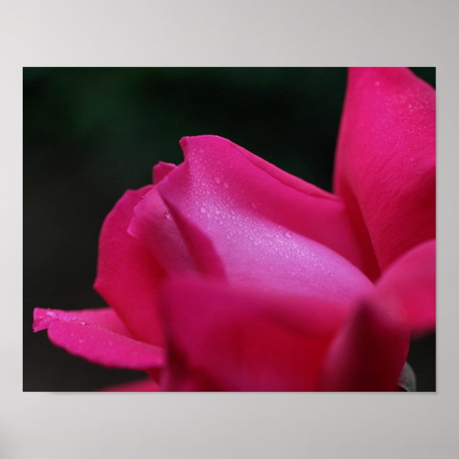 Affiche Arrosage Sur Red Rosebud (Devant)