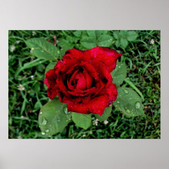 Affiche Arrosage sur une rose rouge (Devant)
