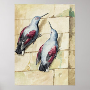 Affiche Art à l'aquarelle d'oiseau vintage rouge et gris