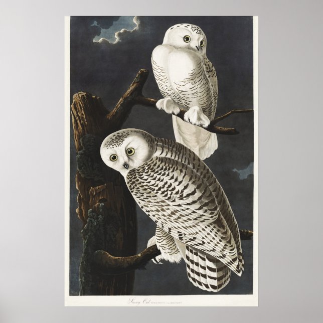 Affiche Art ancien d'oiseau de nuit, Chouette blanche d'Au (Devant)