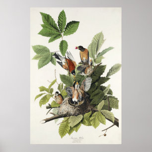 Affiche Art ancien nid d'oiseau Merle d'Amérique d'Audubon