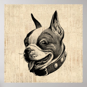 Affiche Art antique de Boston Terrier Dog Cute Pet Dog