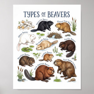 Affiche Art aquarelle faune forestière Castors