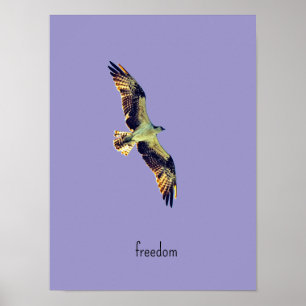 Affiche art balbuzard