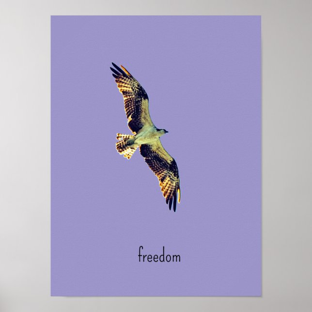 Affiche art balbuzard (Devant)