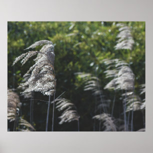 Affiche Art botanique abstrait moderne – Formes de la natu