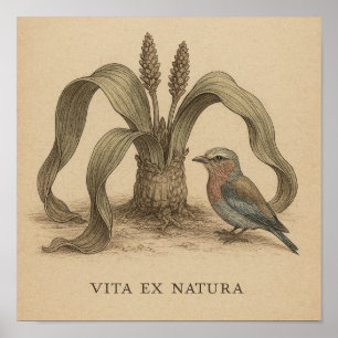 Affiche Art Botanique Africain avec vie Plante du désert