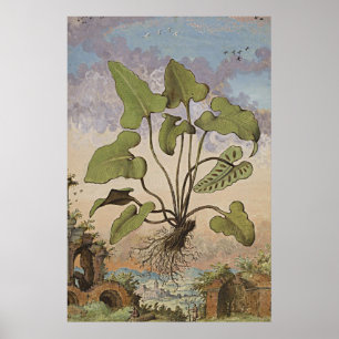 Affiche Art Botanique Ancien Hémionite Fern
