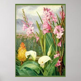 Affiche Art botanique : Beautés du marais