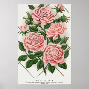 Affiche Art Botanique Cottagecore Rose Rose Vintage